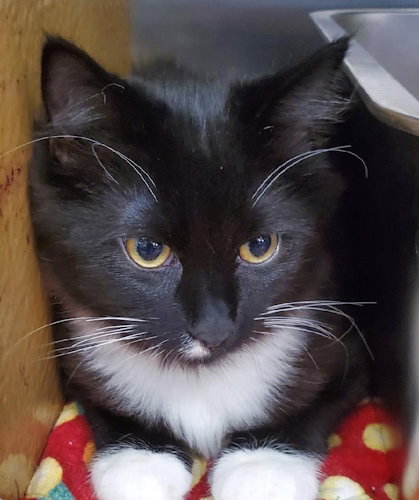 FIGARO - PETSMART PLANTATION - Domestic Short Hair available for adoption