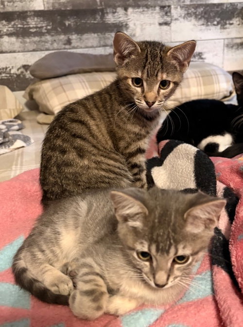 ROMEO AND JULIET - Domestic Short Hair available for adoption
