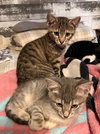 Juliet Hemmingway and Romeo - Photo 3