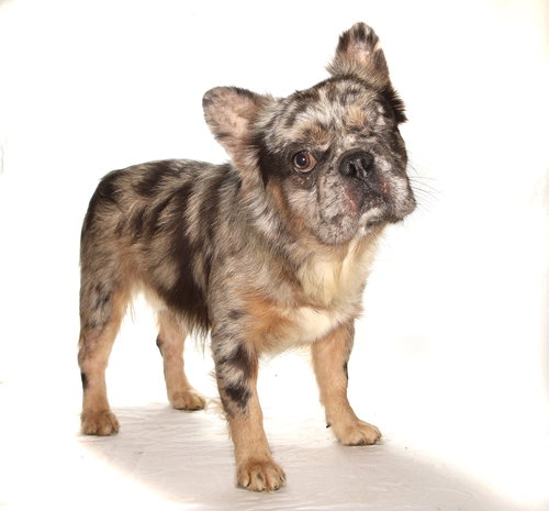 BISHIP - French Bulldog available for adoption