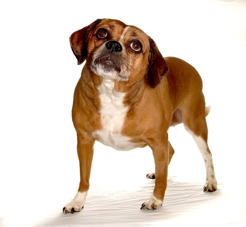 LUCY LOU - Pug / Beagle available for adoption