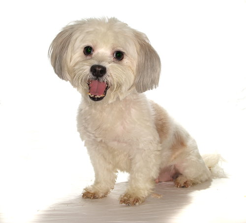 PRINCESS - Maltese / Poodle (Miniature) available for adoption