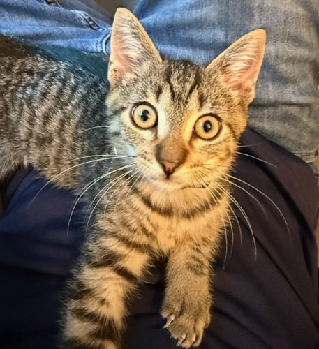 Milo - Petsmart Plantation Image