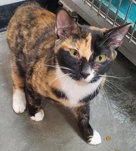 Ramona - Petsmart Plantation Image