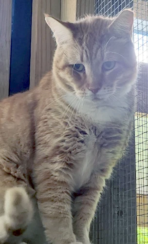 Casino - Petsmart Plantation Foster Home