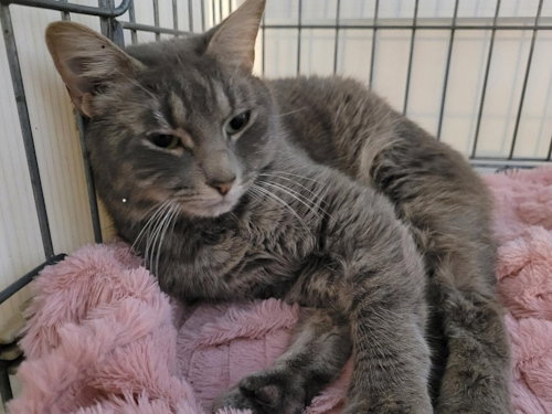 Cashmere - Petsmart Plantation Foster Home Image
