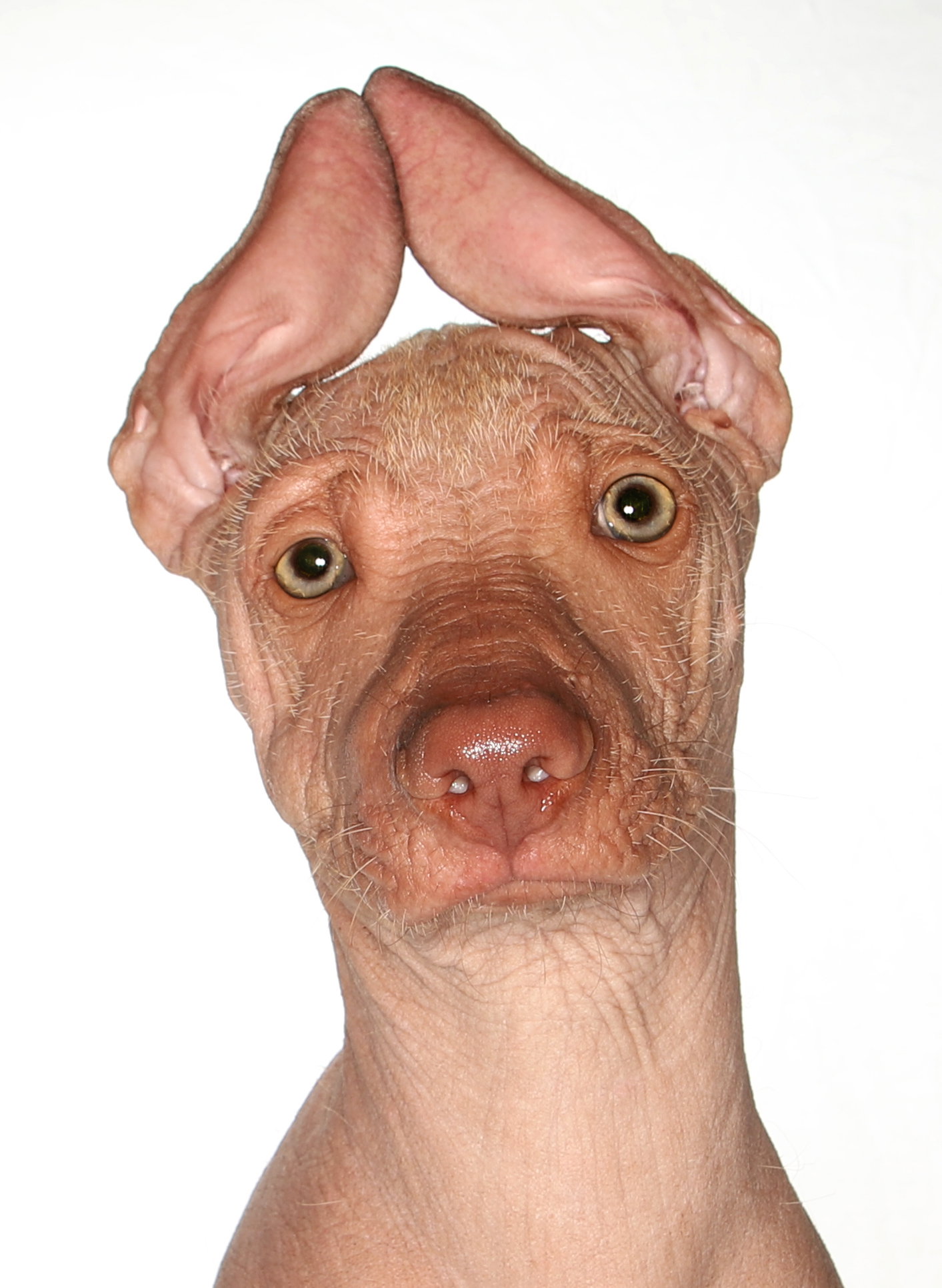 Tulio Image