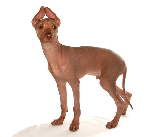 TULIO - Xoloitzcuintle/Mexican Hairless available for adoption