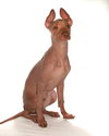 Tulio - Photo 3