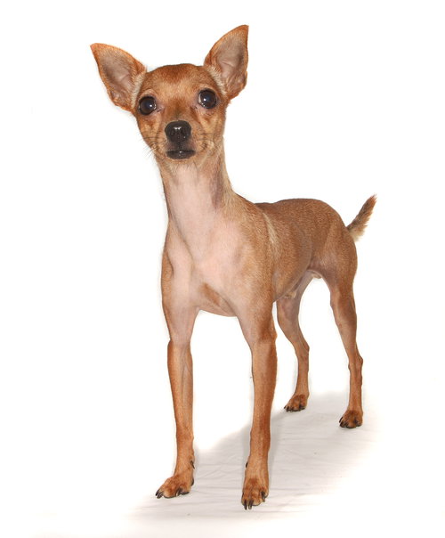 TUMERIC - Chihuahua available for adoption