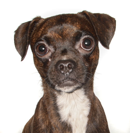 BRIANNA - Pug / Terrier available for adoption