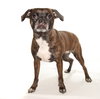 Brandy - Photo 2