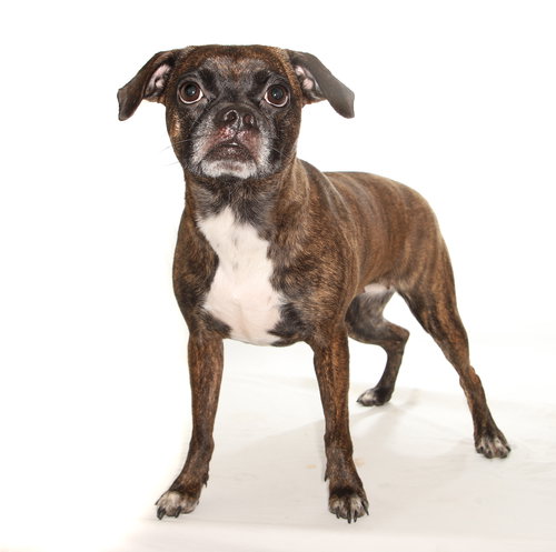 BRANDY - Pug / Terrier available for adoption