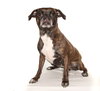 Brandy - Photo 3