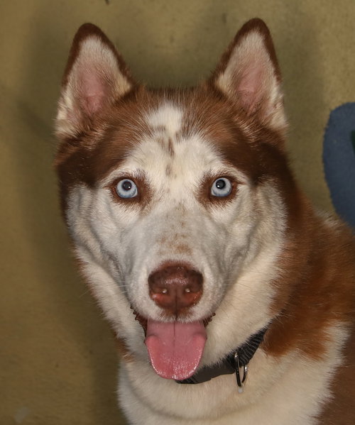 HARRIET - Husky / Terrier available for adoption