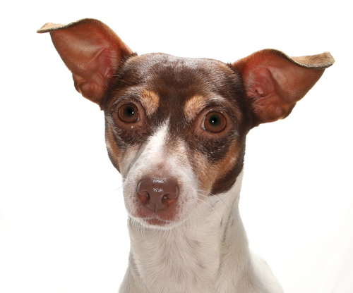 JOLENE - Chihuahua / Chihuahua available for adoption