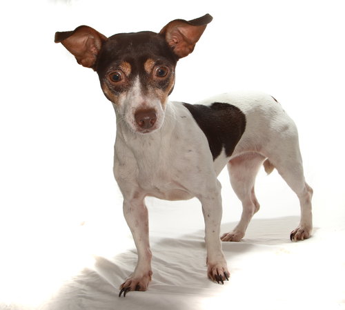 JOLENE - Chihuahua / Chihuahua available for adoption