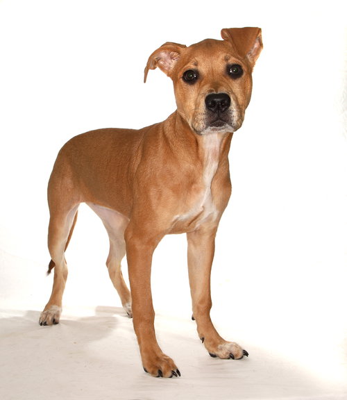 AMBER - American Staffordshire Terrier / Labrador Retriever available for adoption