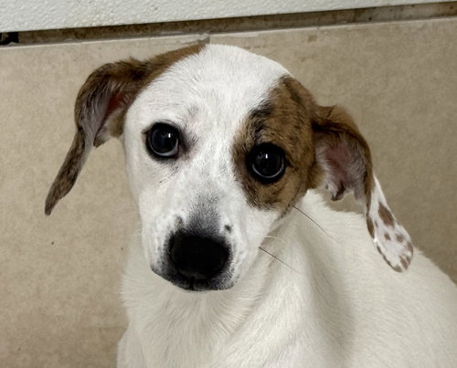 SADIE - Jack Russell Terrier / Beagle available for adoption