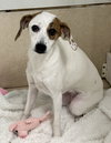 Sadie - Photo 2