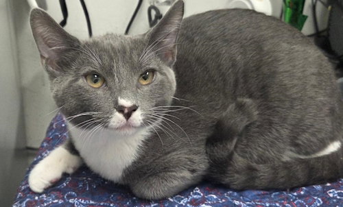Trick - Petsmart Plantation Foster Home Image