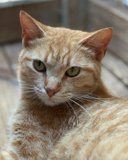 LILI PSP - American Shorthair available for adoption