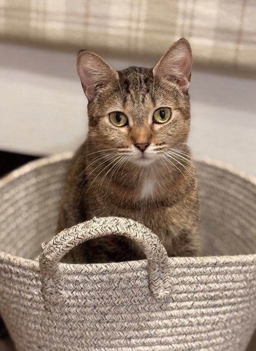 VALERIE - American Shorthair available for adoption