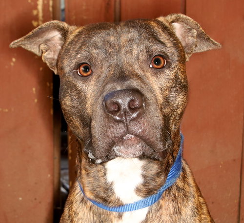JAMISON - Mastiff / Terrier available for adoption