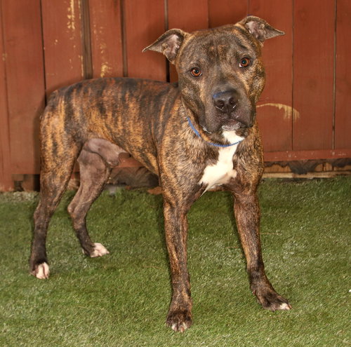 JAMISON - Mastiff / Terrier available for adoption