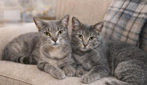 Mother and Daughter (Dolly) Image