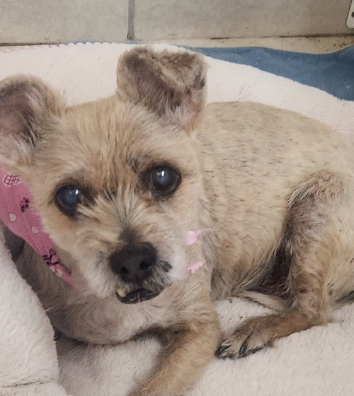 WAFFLES - Cairn Terrier available for adoption