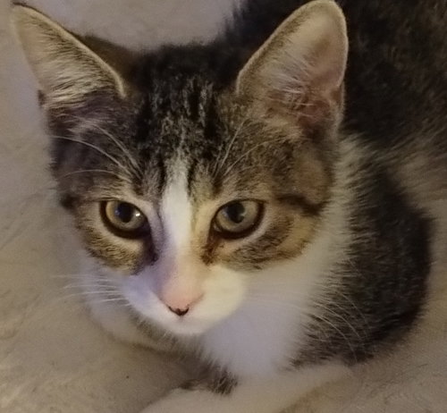 Reba, Baby American Shorthair / Mixed (short coat), cat for adoption in Miami Beach, Florida