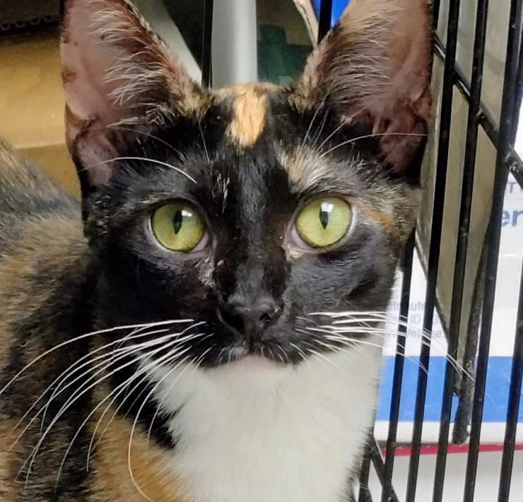 Clementine - Psp Foster Home