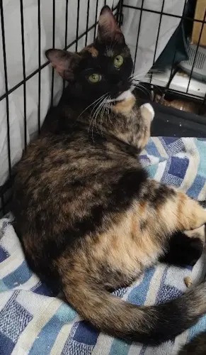 Clementine - Psp Foster Home image 3