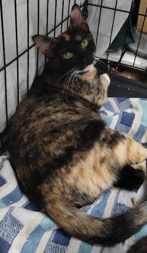 Photo 3 of Clementine - PSP Foster Home