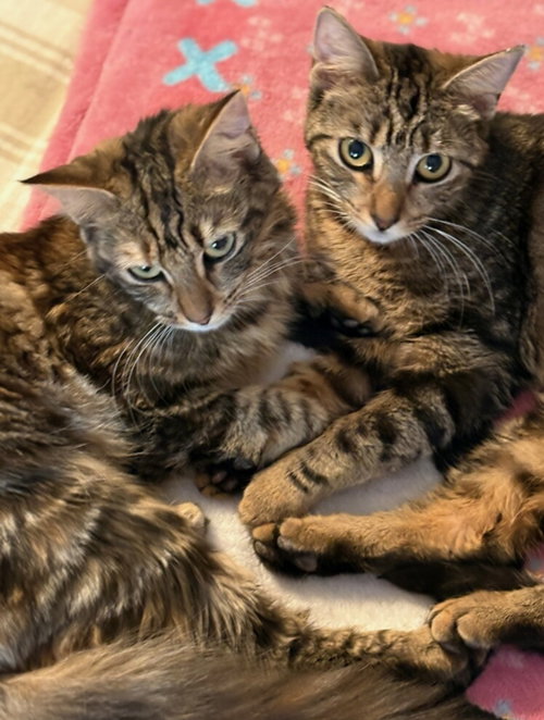 ANNIE AND ALLIE PSP - American Shorthair available for adoption