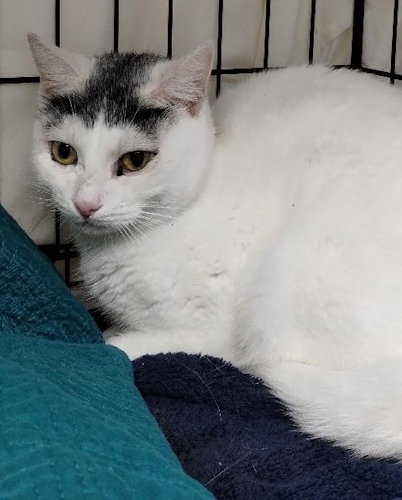 Lucky, Adult Domestic Short Hair (short coat), cat for adoption in Miami Beach, Florida