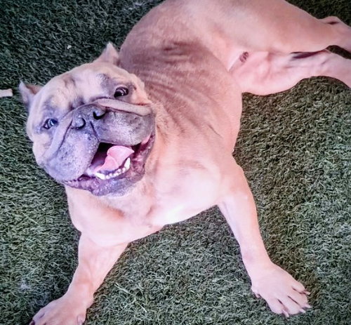 PASSION - French Bulldog / English Bulldog available for adoption