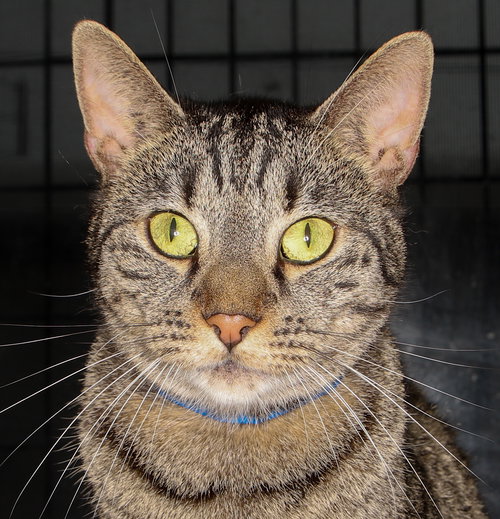 Zuzu PSS, Young American Shorthair / Mixed (short coat), cat for adoption in Miami Beach, Florida