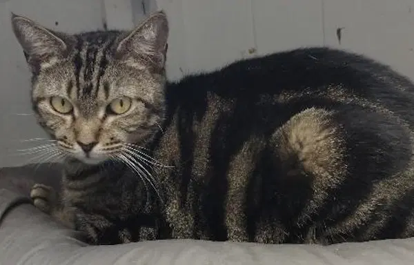 Julie - Cat Room - Domestic Short Hair