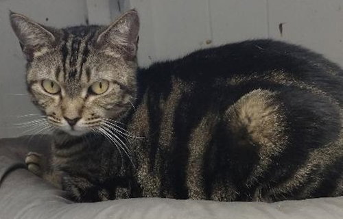 Julie, Adult Domestic Short Hair (short coat), cat for adoption in Miami Beach, Florida