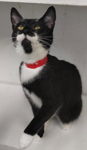 Minney PSD, Young Domestic Short Hair (short coat), cat for adoption in Miami Beach, Florida