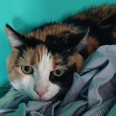 Cookie, Adult Domestic Short Hair (short coat), cat for adoption in Miami Beach, Florida