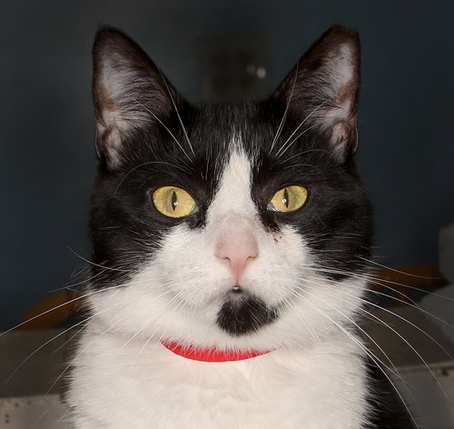 Venus, an adoptable Domestic Short Hair in Oakland Park, FL