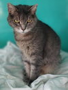 Andie center foster - Photo 1