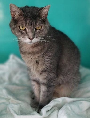 ANDIE CENTER FOSTER - Tabby available for adoption