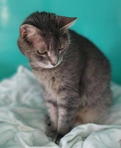 ANDIE CENTER FOSTER - Tabby available for adoption