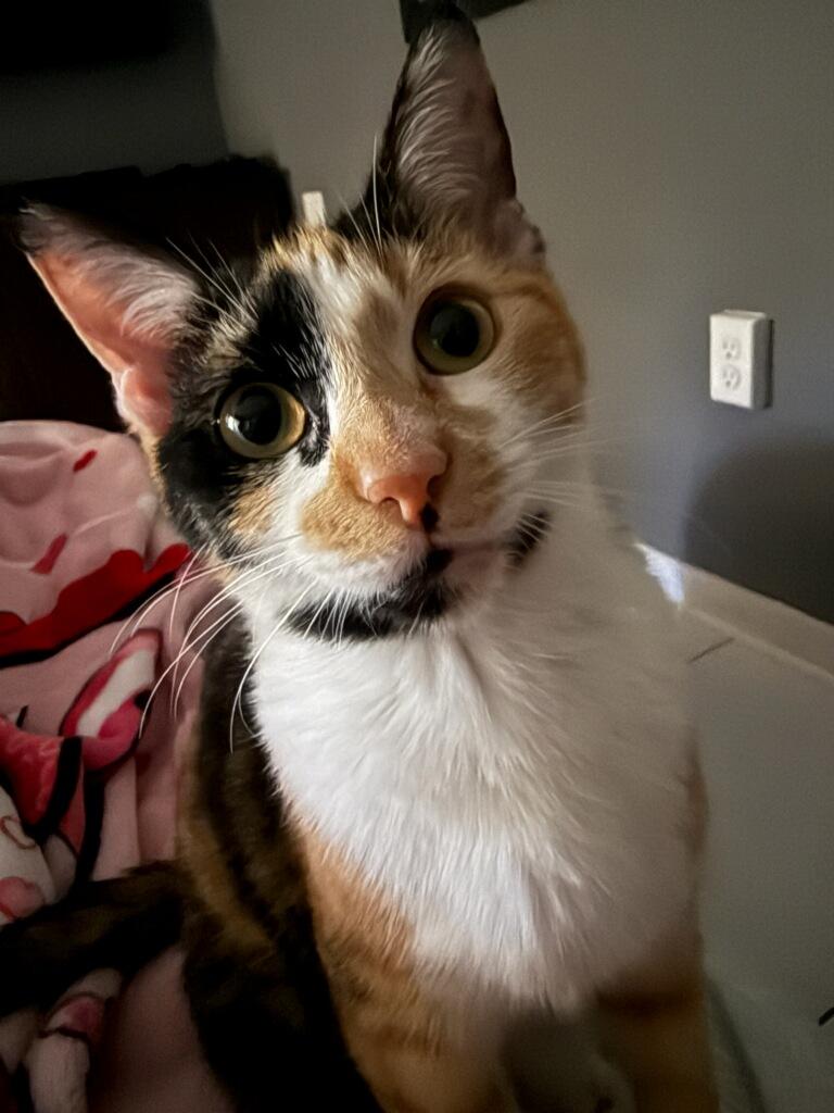 MeYou - Petsmart Plantation Foster Home Image