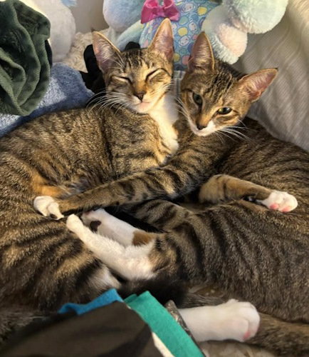 Kelo - Petsmart Planation Foster Home Image