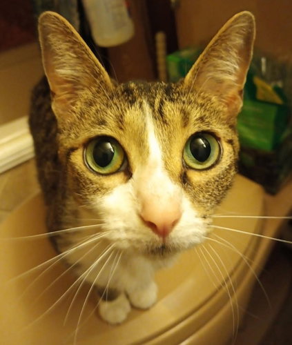 RAVEN - PETSMART PLANATION FOSTER HOME - Domestic Short Hair available for adoption